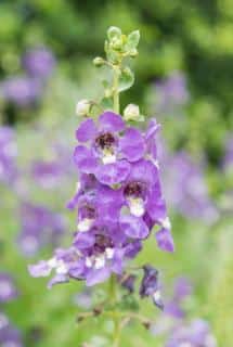 Angelonia-Angelface-entretien Angélonia Angelface entretien