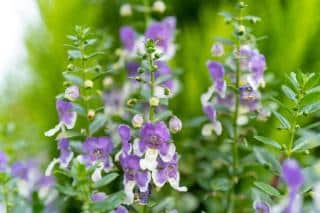 Angelonia-entretien-culture Angélonia entretien culture