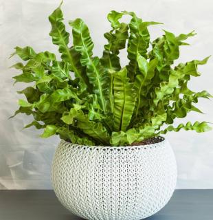 Asplenium-nidus-fougere-interieur Asplenium nidus - fougere intérieur - nid d'oiseau