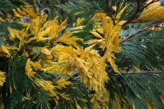 Calocedrus-decurrens Calocedrus decurrens