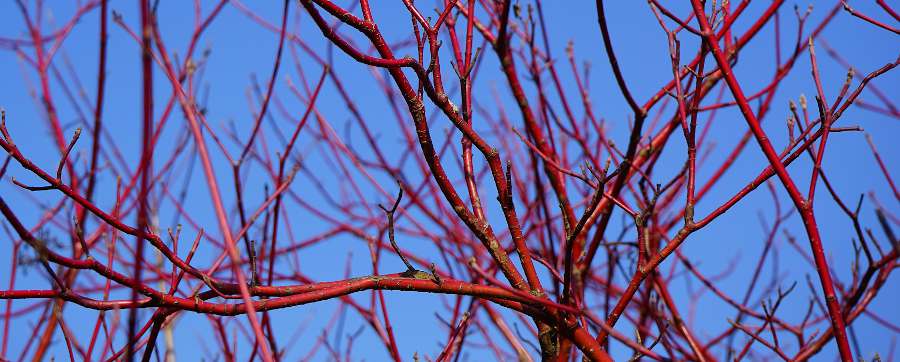 Cornus-alba-en-hiver-ecorce-tige-rouge Cornus alba en hiver ecorce tige rouge