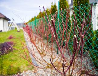 Cornus-alba-taille-cornouiller-blanc Cornus alba taille - cornouiller blanc