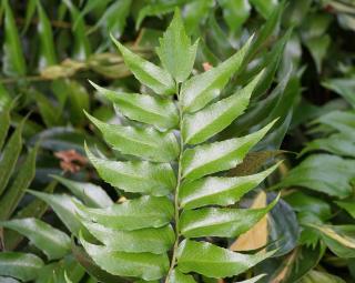 Cyrtomium-falcatum-Rochfordianum-fougere-houx Cyrtomium falcatum Rochfordianum - fougère houx