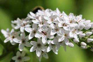 Lysimachia-clethroides-fleur Lysimachia clethroides fleur