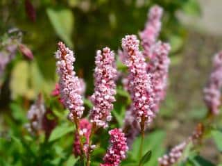 Persicaria-affinis-renouee Persicaria affinis - renouée