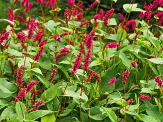 Persicaria-amplexicaulis-persicaire-rouge Persicaria amplexicaulis - persicaire rouge