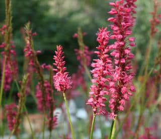 Persicaria-entretien Persicaria entretien