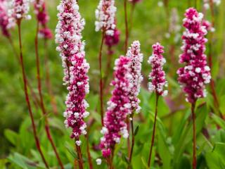 Persicaria-persicaire-renouee-plantation Persicaria - persicaire - renouée plantation
