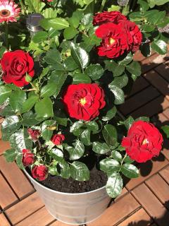 Rosier-en-pot Rosier en pot