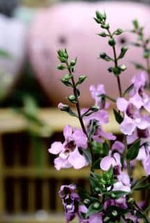 angelonia-plantation-semis angelonia-plantation-semis