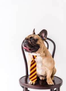 bouledogue-francais-ideal-vie-en-appartement Bouledogue français, race adaptée à la vie en appartement