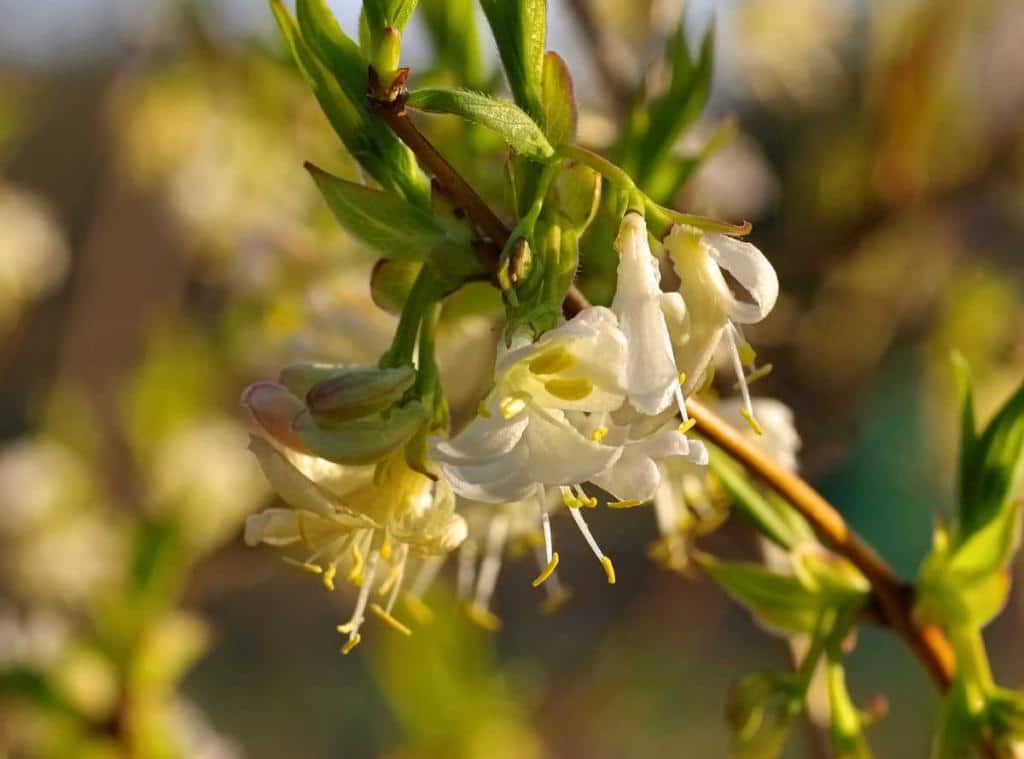 chevrefeuille d'hiver -Lonicera purpusii