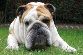 chien-ideal-vie-en-appartement Bouledogue anglais en appartement