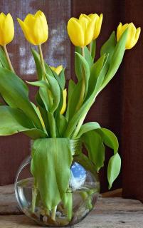 conservation-bouquet-tulipe conservation bouquet tulipe