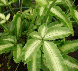 fougere-Pteris-ensiformis fougere Pteris ensiformis