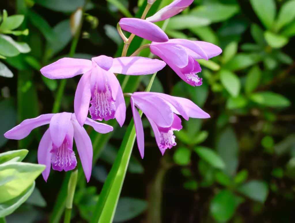 orchidee-exterieur-jardin