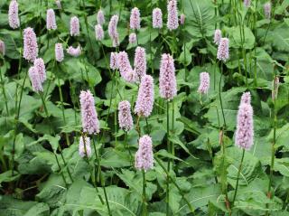 persicaria-persicaire-renouee Persicaria bistorta - persicaire - renouée bistorte
