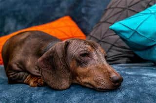 race-de-chiens-pour-vie-en-appartement Chien et vie en appartement, quelle race choisir ?