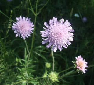 scabieuse-des-champs-knautia-arvensis-entretien scabieuse des champs - knautia arvensis entretien