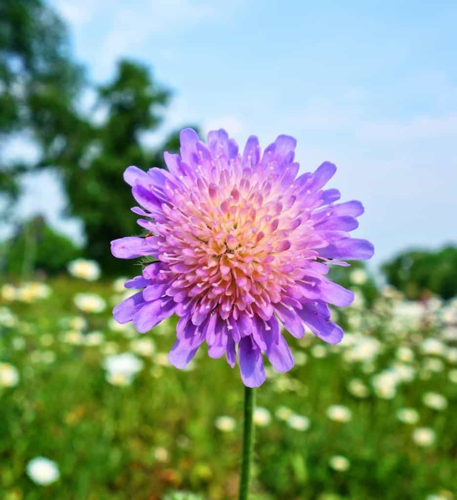 scabieuse-des-champs-knautia-arvensis-scabiosa