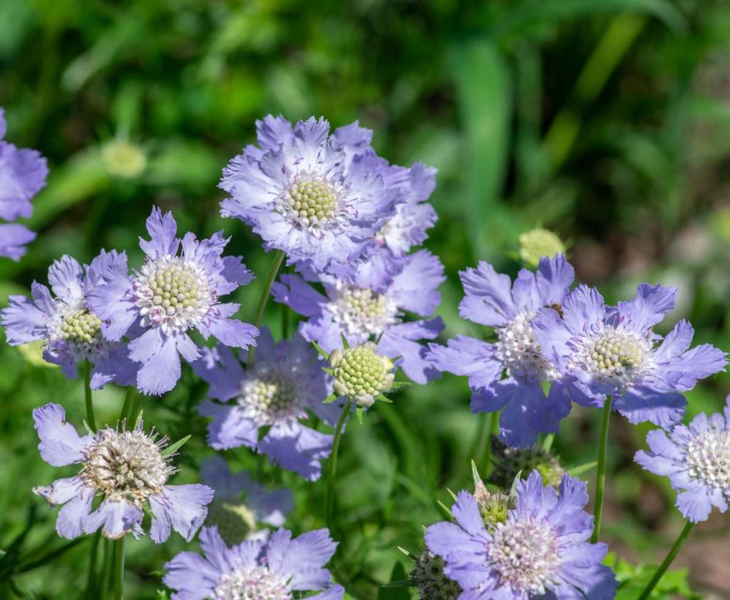 scabiosa-scabieuse-fleur