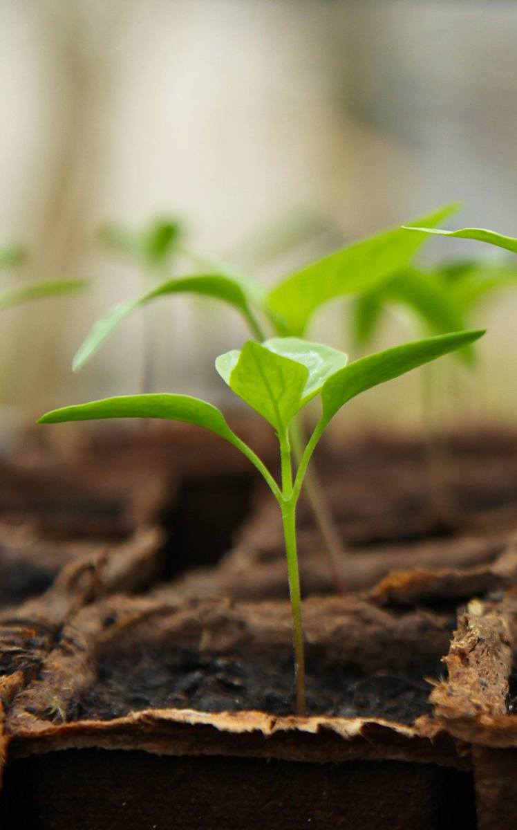 Semis de printemps en permaculture