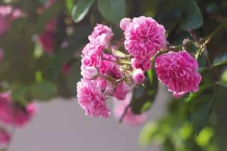 varietes-rosier-culture-en-pot variétés rosier culture en pot