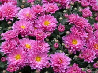 Aster-de-Chine-Reine-Marguerite-entretien Aster de Chine - Reine Marguerite entretien