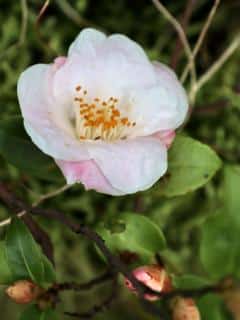 Camelia-champetre Entretien du Camélia champêtre