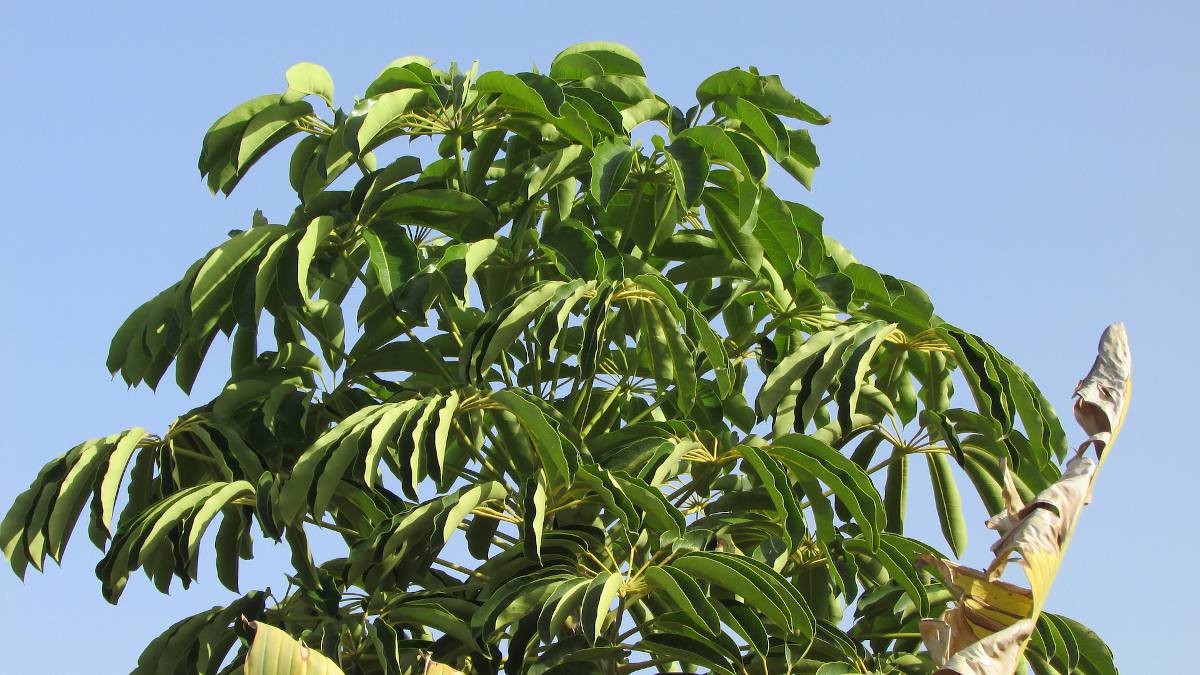 Eriobotrya-japonica-neflier-du-japon-ombre Néflier du Japon offrant une ombre légère au jardin