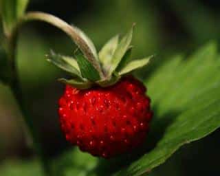 Fraise-des-bois Fraise des bois