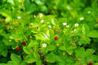 Fraise-des-bois-plantation Fraise des bois plantation