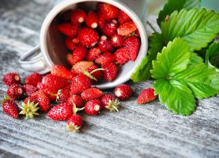 Fraise-des-bois-recolte Fraise des bois récolte