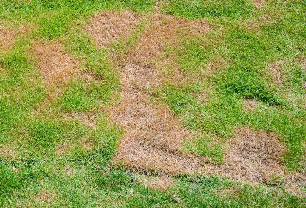 Fusariose - Fusarium