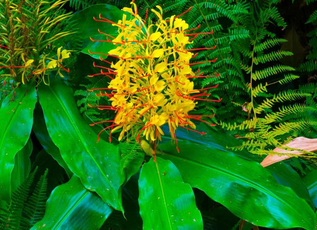 Hedychium - gingembre ornemental