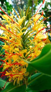 Hedychium Hedychium entretien
