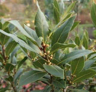 Laurus-nobilis Laurus nobilis feuille