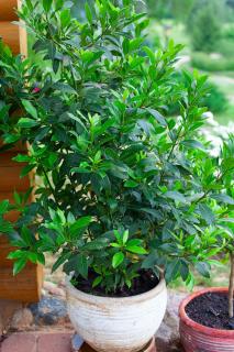 Laurus-nobilis-en-pot Laurus nobilis en pot