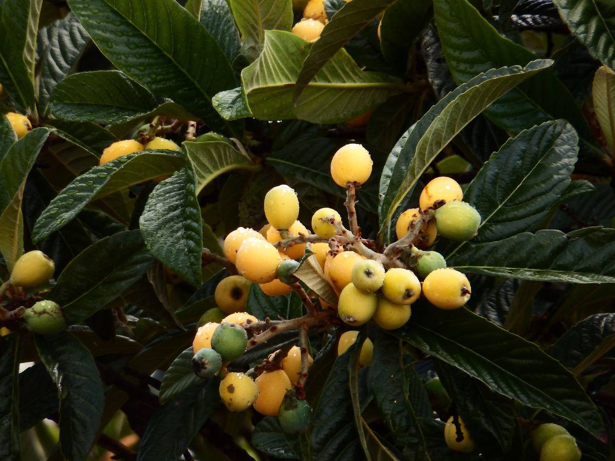 Neflier-du-Japon-fruit Bibaces (nèfles) du néflier du Japon, mûres au printemps