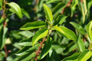 Prunus-lusitanica-Angustifolia Prunus lusitanica Angustifolia