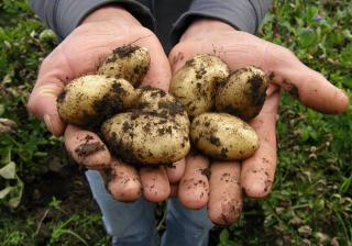 Recolte-conservation-pomme-de-terre-amandine Récolte conservation pomme de terre amandine