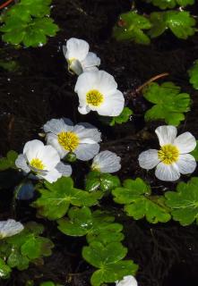 Renoncule-aquatique-Ranunculus-aquatilis-culture-entretien Renoncule aquatique - Ranunculus aquatilis culture entretien