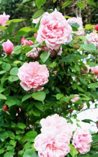 Rosier-albertine Rosier albertine