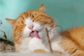 allergie-au-chat-symptomes-et-traitement Allergie au chat