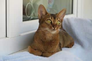 allergie-au-chat-traitement race de chat allergie