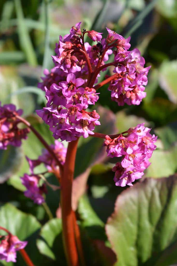 Bergénia, floraison de fin d'hiver