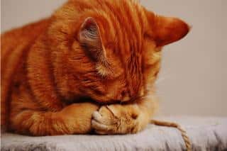 chat-et-cage-de-transport-la-faire-accepter chat-et-cage-de-transport-la-faire-accepter