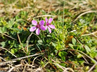 erodium-entretien érodium entretien