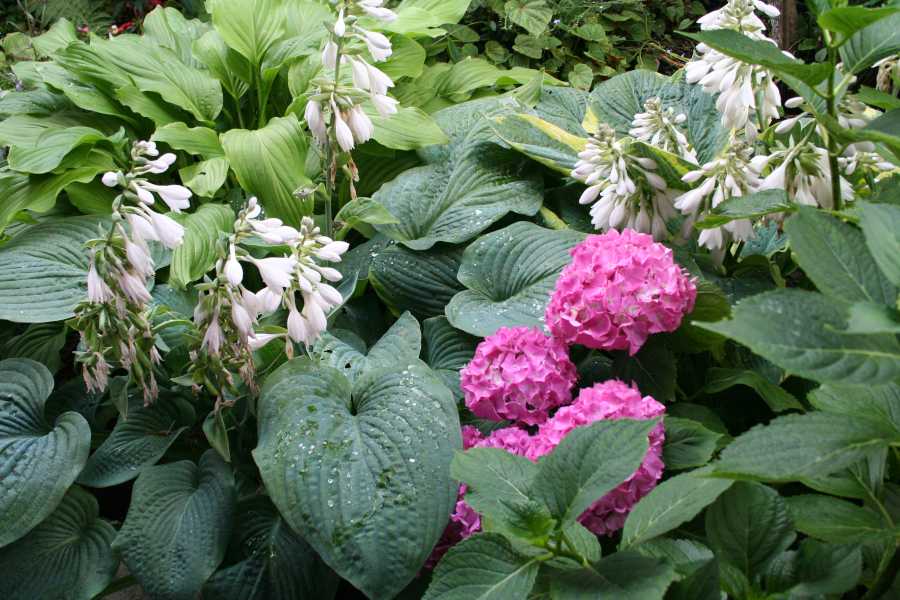 fleurs-qui-expriment-amour fleurs qui expriment amour