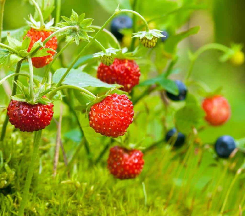 fraise-des-bois-culture